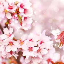 BLOSSOM FRAGRANCE