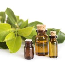 CAMPHOR ESSENTIAL OIL