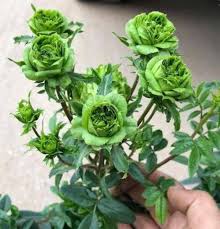 GREEN ROSE FRAGRANCE