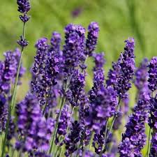LAVENDER FLOWER FRAGRANCE (NATURE GARDEN)