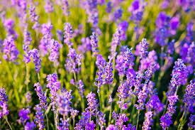 LAVENDER FRAGRANCE( NATURE GARDEN)