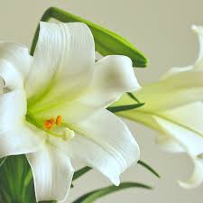 LILY FLOWER FRAGRANCE